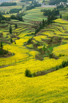 Valley with canola fields in China