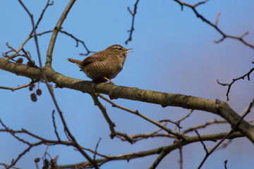 Winter wren on a branch,Sweden
