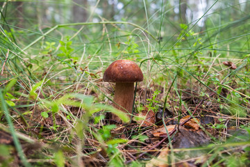 One edible mushroom growing on sunny forest lawn among dry foliage and small tree branches. Selective focus.