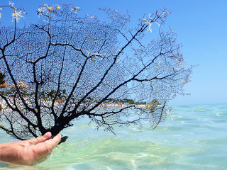 Fototapeta premium Black coral sea fan on the sea at Ancon beach, Trinidad, Cuba