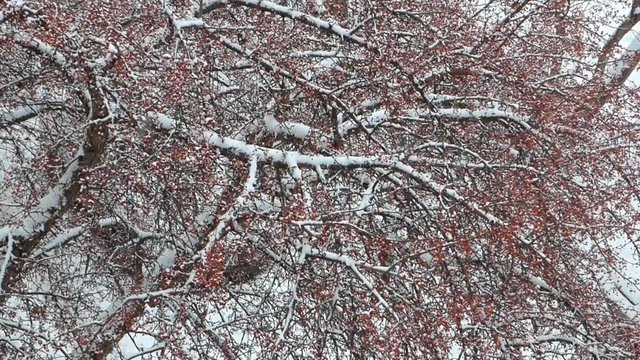 Rowan tree swaying in the wind. Branches and berries in the snow, snowflakes flying in the air. Winter cloudy day. Natural background.