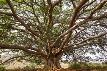Fototapeta na wymiar Banyan branches spread wide in near Inle Lake, Myanmar