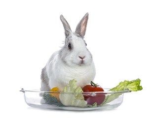 Cute white with grey shorthair bunny sitting glass tray with lettuce and tomato isolated on white background facing camera