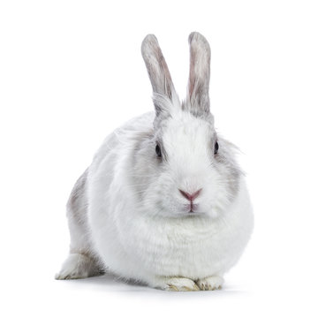 Cute white with grey shorthair bunny laying down facing camera isolated on white background
