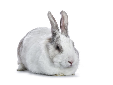 Sleepy white with grey shorthair bunny laying down side ways isolated on white background