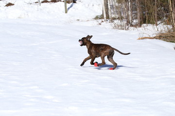 Boxer puppy