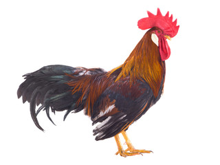 rooster isolated