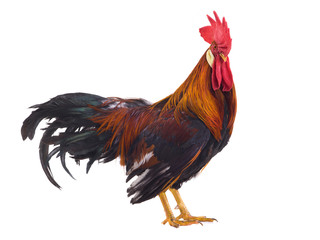 rooster isolated © fotomaster