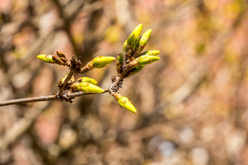 Knospen einer bl&uuml;henden Forsythie
