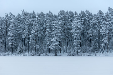 Bright white forest covered with frost and snow