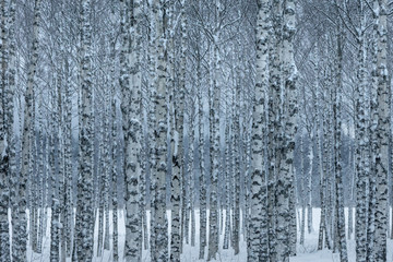 Fototapeta na wymiar Hurst of birch trees with trees in a row in blue winter light
