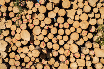 Closeup of a stack of timber in bright sunshine