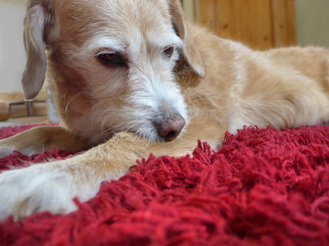 Zecke oder Floh? Hund bei&szlig;t sich am Bein, weil es juckt