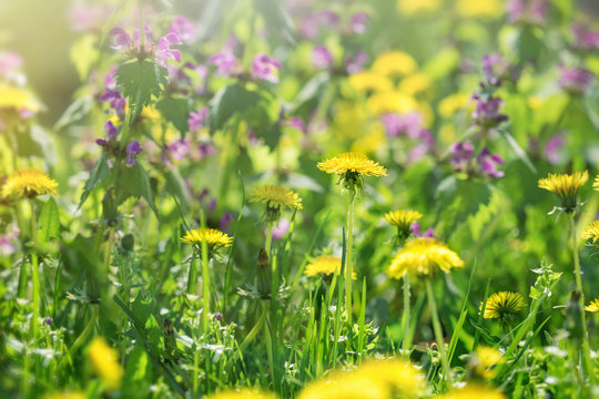 Dandelion flower, flowering wild flowers in meadow, in spring © PhotoIris2021