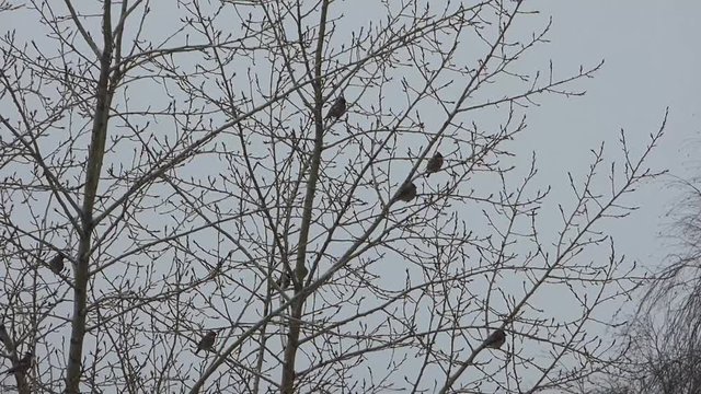 Flock of waxwings sitting on the trees. Birds and branches silhouettes against gray sky background. Cloudy winter day.