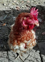 Young hen in a farm/Colored hen that scratches in search of food