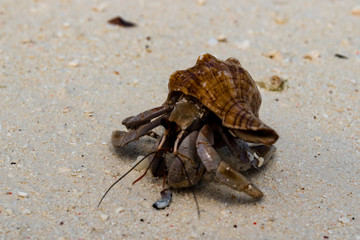Hermit crab (lat. Paguroidea) Hermit crab (lat. Paguroidea) runs on sand, close up. 