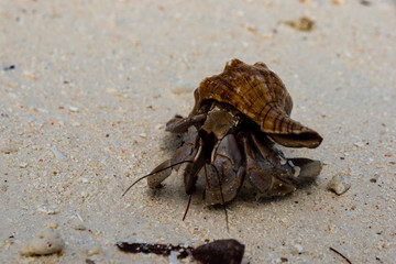 Hermit crab (lat. Paguroidea) Hermit crab (lat. Paguroidea) runs on sand, close up. 