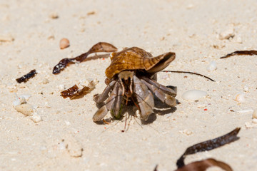 Hermit crab (lat. Paguroidea) Hermit crab (lat. Paguroidea) runs on sand, close up. 