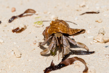 Hermit crab (lat. Paguroidea) Hermit crab (lat. Paguroidea) runs on sand, close up. 