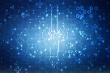 2d rendering human healthy kidneys

