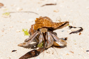 Hermit crab (lat. Paguroidea) Hermit crab (lat. Paguroidea) runs on sand, close up. 