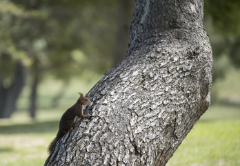 Squirrel at Golf