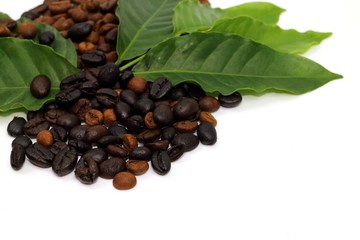 Coffee seed and coffee leaf