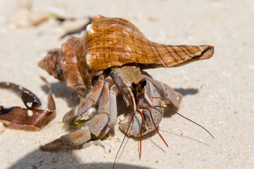Hermit crab (lat. Paguroidea) Hermit crab (lat. Paguroidea) runs on sand, close up. 