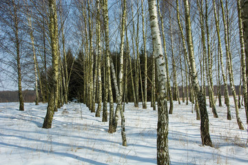 Birch trees in a row in winter