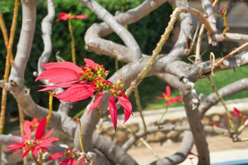 Red Flower Flor Roja