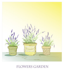 Lavender in pots. Garden flowers in the style of Provence. Medicinal flowers. Mountain flowers are lilac.

