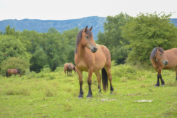 Obraz premium Caballo en la montaña