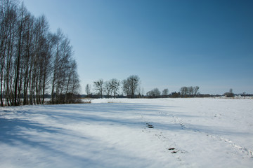 Obraz premium Shadows of trees on the snow