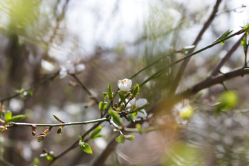 spring