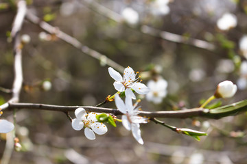 spring