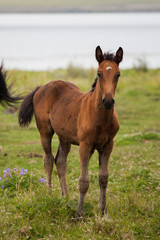 A small foal on the shore of the lake. Steppe, Tyva, Mongolia