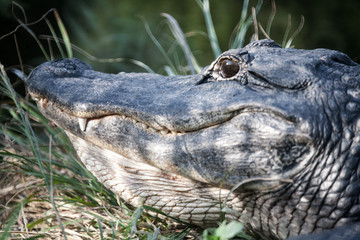 Closeup on Aligator - Everglades National Park - Florida - 2017