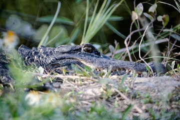 Alligator Hiding behind grass - Everglades National Park - Florida - 2017