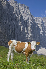 Fototapeta na wymiar Kuh auf Bergwiese in Tirol