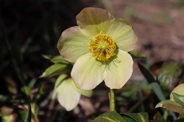 Helleborus in organic garden.Despite names such as winter rose, Christmas rose and Lenten rose hellebores are not closely related to the rose family Rosaceae.Many hellebore species are poisonous.