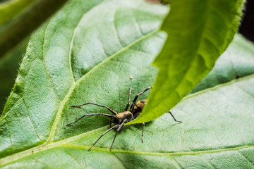 Spider on green leaf in the park