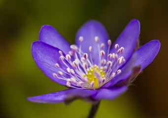 Fototapeta premium blue flower close up