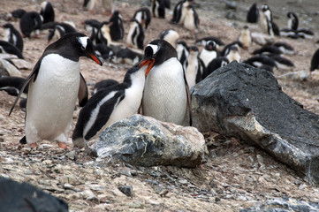 Naklejka premium Livingston Island Antarctica, gentoo penguins with fledgling