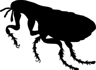 Obraz premium Flea Insect