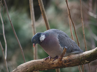 bird wild pigeon