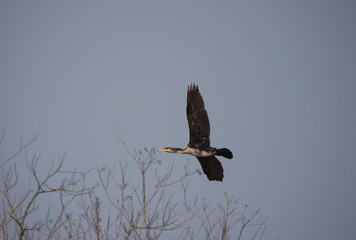 flying cormorant bird
