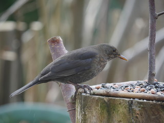 blackbird  turdus merula