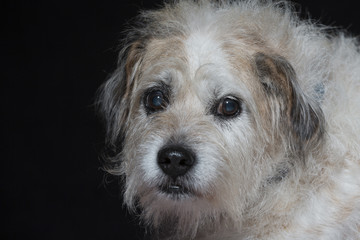 Portrait eines Mischlingshundes