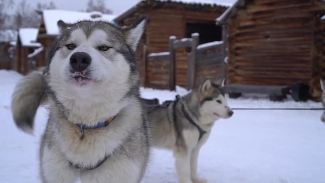 Happy Husky Malamute Dog Portrait Detail. Steam frost breathed quickly. Close face muzzle. Team flock outfit sled. Skating tourists. Winter snow frost old village. Baikal russia. Dolly Gimbal slowmo